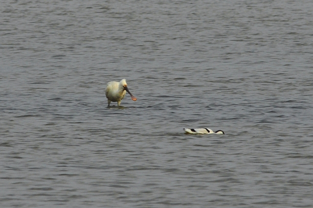 25 01 15_1241_edited-3.jpg - SPOONBILL AND AVOCET - BROWNSEA ISLAND, POOLE HARBOUR - 25.1.15